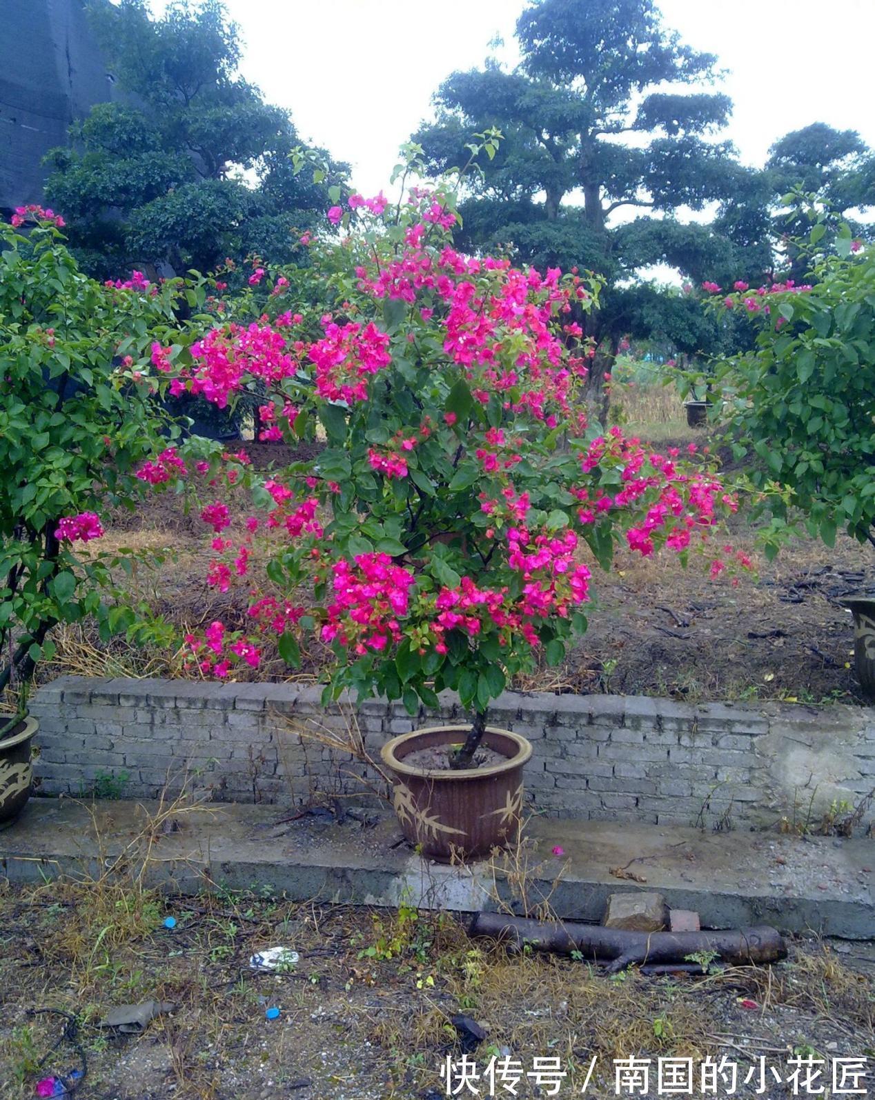 枝条|秋天凉,养三角梅把握住这4点,花叶健康,长势越来越好