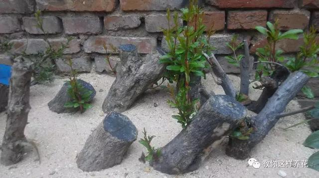 1种果树剪根枝,插土里就活,当年就能挂果,压弯枝!