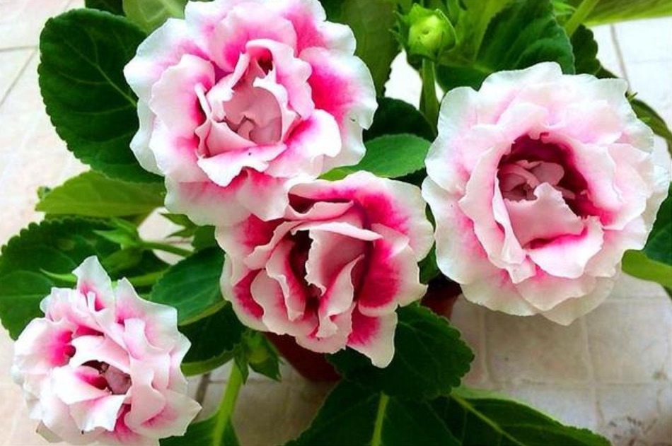 “此花”没有哪种花能与之“媲美”，堪比玫瑰和牡丹，娇艳绚丽！