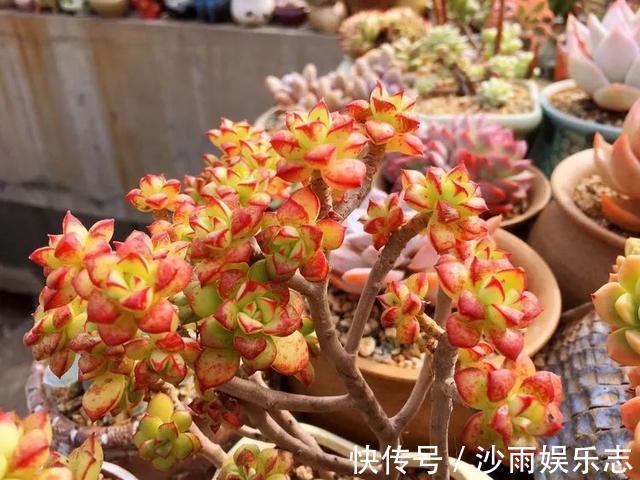 秋姑娘|秋天来了，你的多肉们做好季节交替的准备了吗
