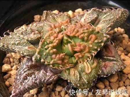 植株|这6种多肉其丑无比,没想到一盆价值上万!