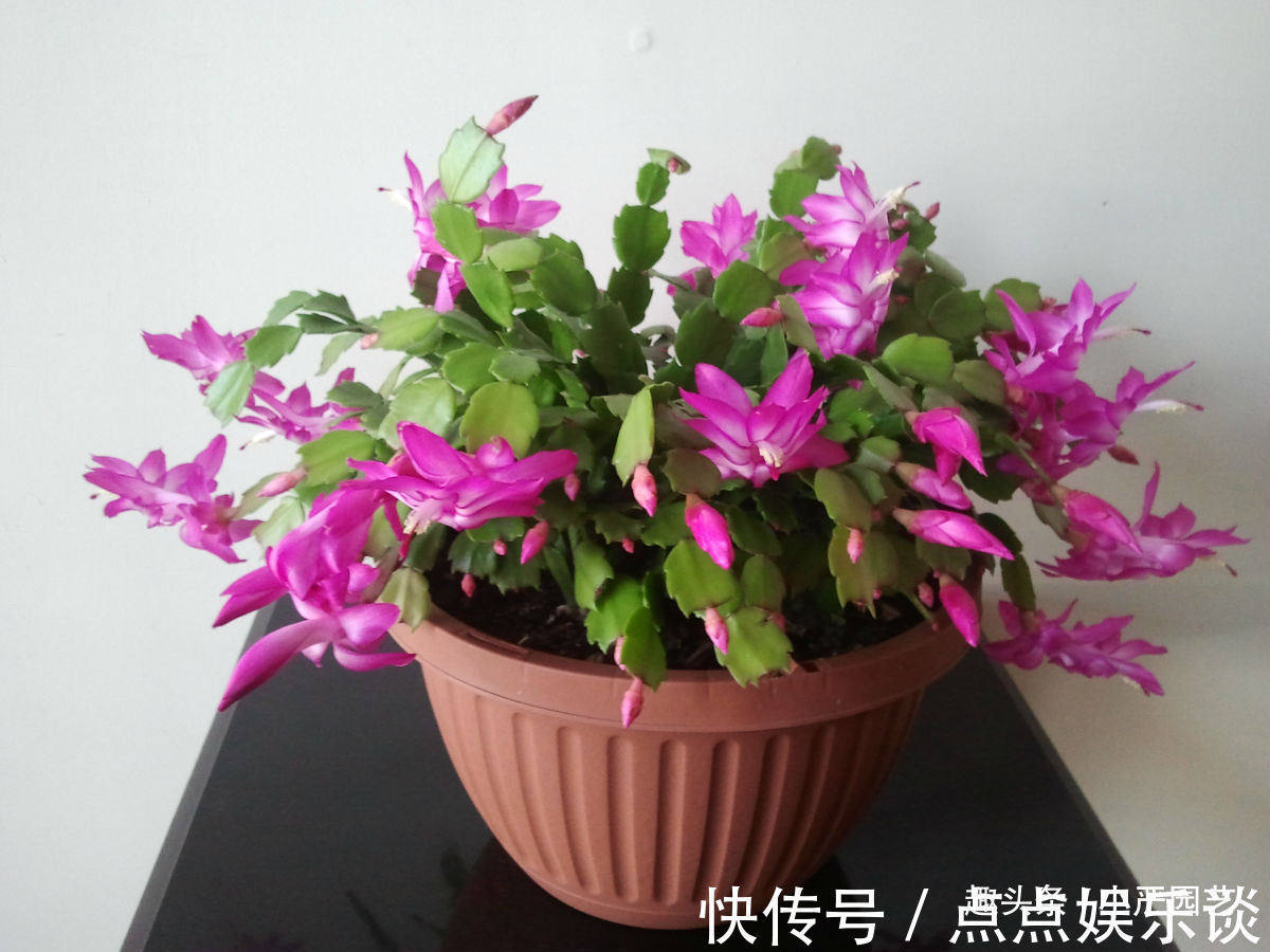 蟹爪兰叶片发软用点“它”叶片坚挺，花朵爆盆