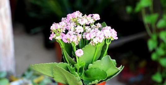 老手|5月逛花市，这些花千万别买，老手都避开，新手抢着买