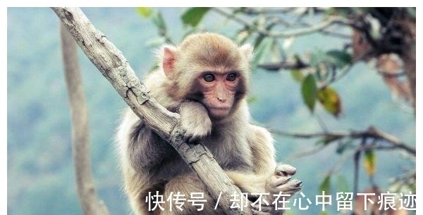 晚年生活|1968年“猴”的未来10年：命不是一般的好！晚年生活令老天爷嫉妒