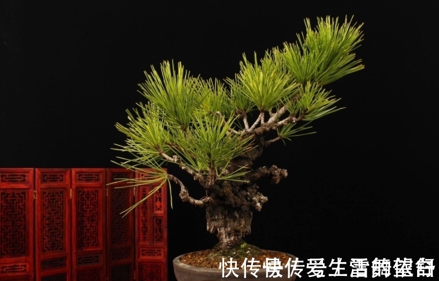 中国|6种高端松树盆景,日本品种占一半,最后1个却是中国一级保护植物