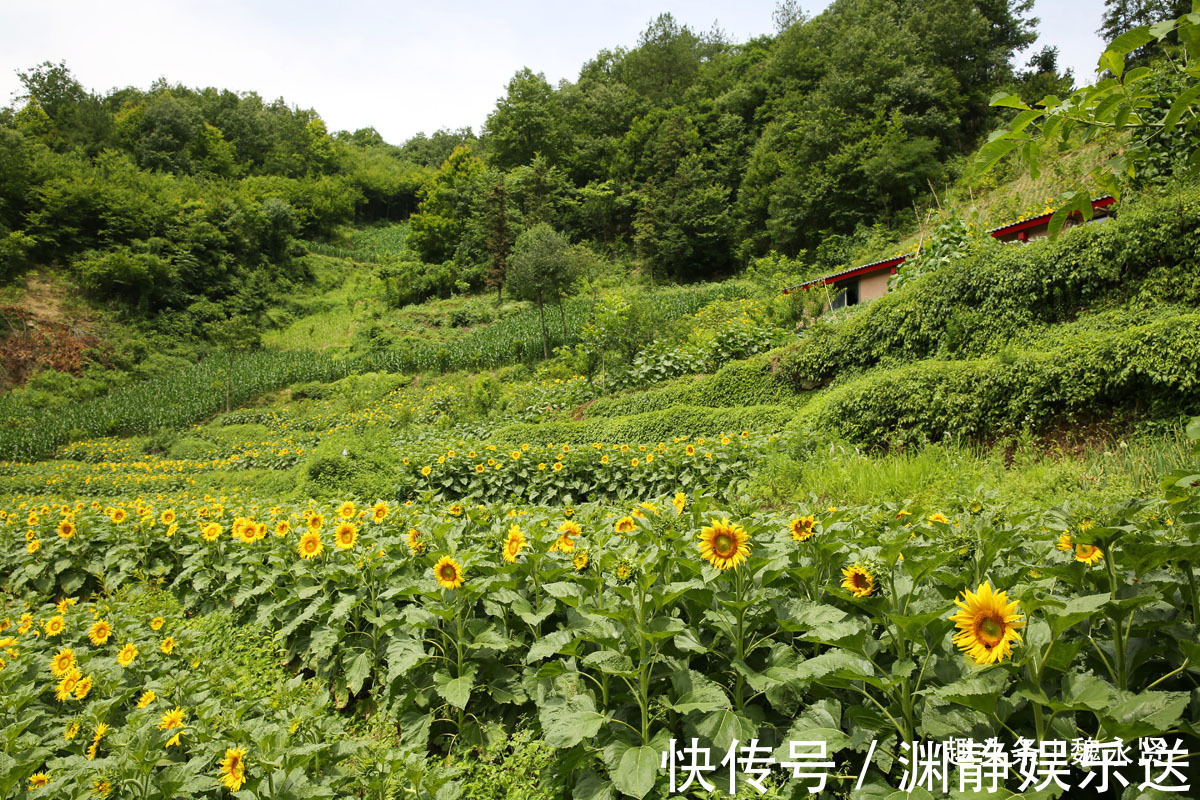 油葵|隐世小山村向日葵花盛开引来游客，高颜值经济让村民脱贫致富