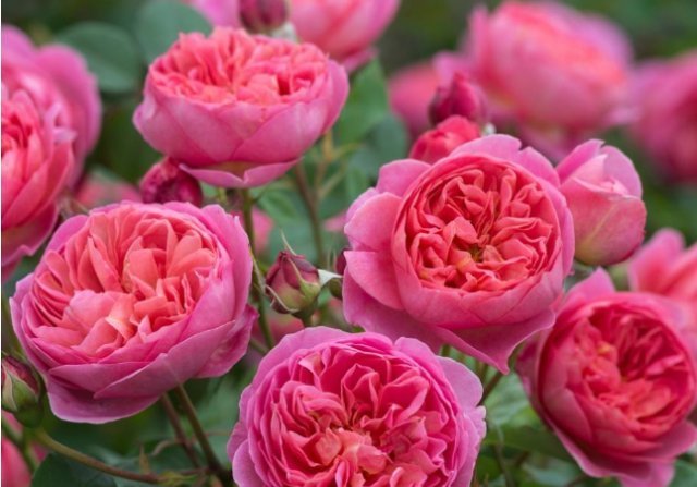 翻倍|月季开花少抓住几个“关键点”，花苞一茬接一茬，开花翻倍