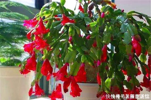 蟹爪兰花后总是叶子干瘪打蔫3个“笨办法”,下一波爆炸式开花