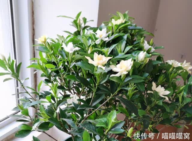 栀子花养护难度大?教你三个养殖方法,栀子花也会变得好养