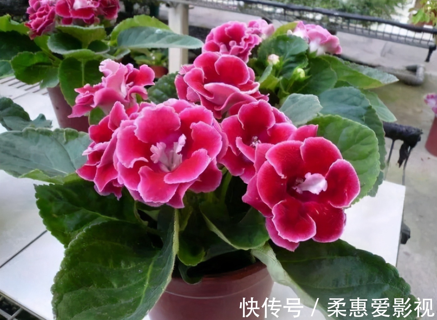 浇水不能有的4个“坏习惯”,新手赶紧改,否则土壤板结,易烂根