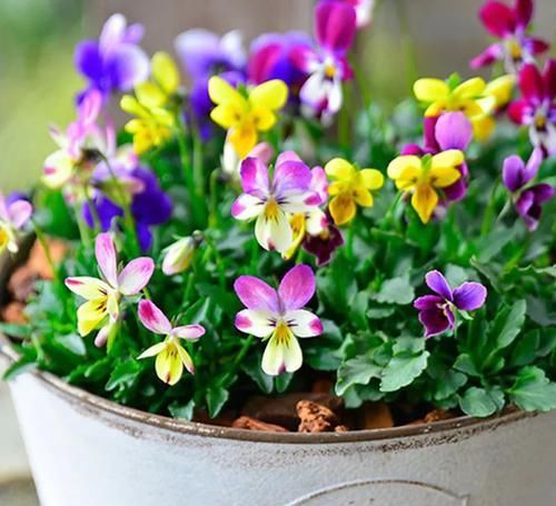 花期|3种花最受欢迎,花期超半年,花量丰富,给你一片花海