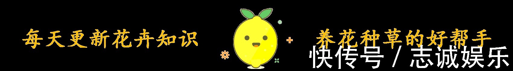 养盆“火红”多肉真醒目,红宝石多肉名字尊贵,养护起来真简单