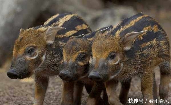 非洲害兽不一般,当地老百姓拿它毫无办法,隔空喊话中国人求帮忙