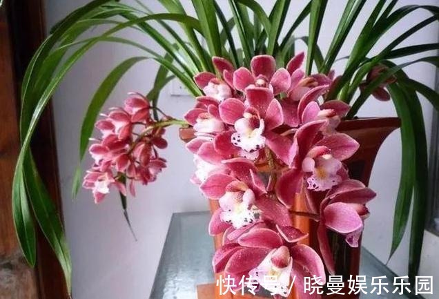 它被称为兰中香祖，一年开花4到6次，花大浓香，好养易开花