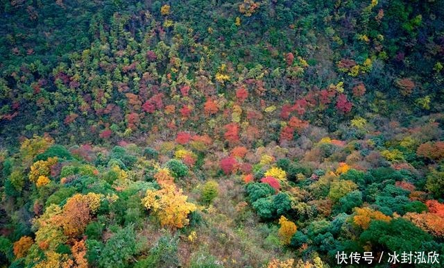 秘境|媲美光雾山！平武这条沟，藏着一个惊艳的彩林秘境！