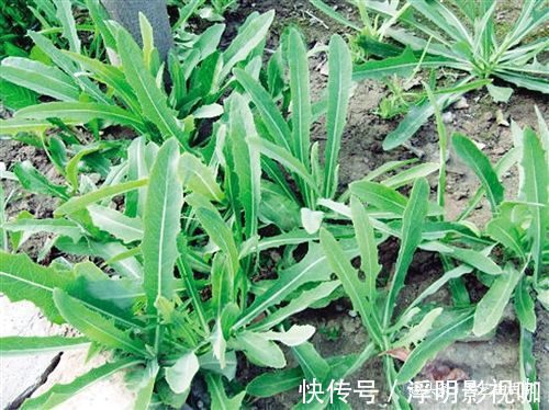 1种野草,在农村被称“苦麻菜”,50元一斤收购,却没人愿意采