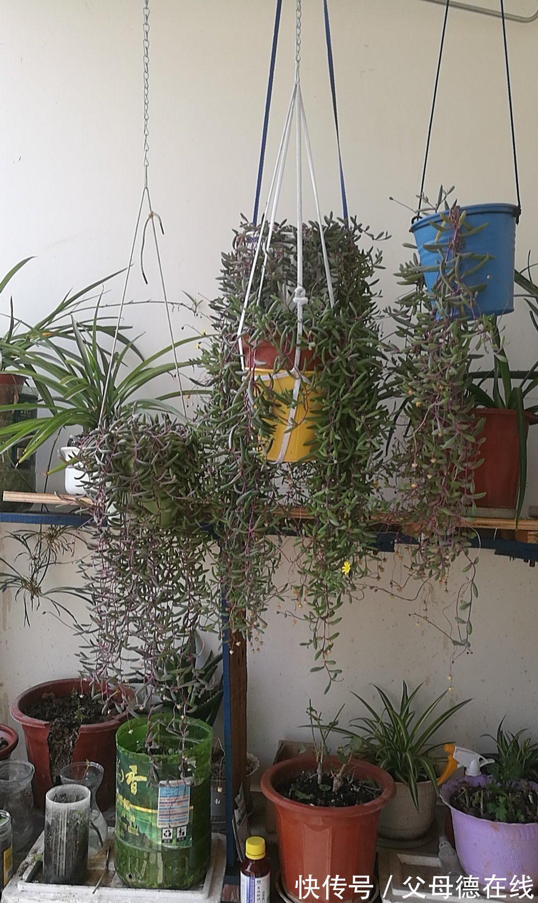 发现一户人家,大冬天阳台的“多肉”,长成了“瀑布”,太壮观了