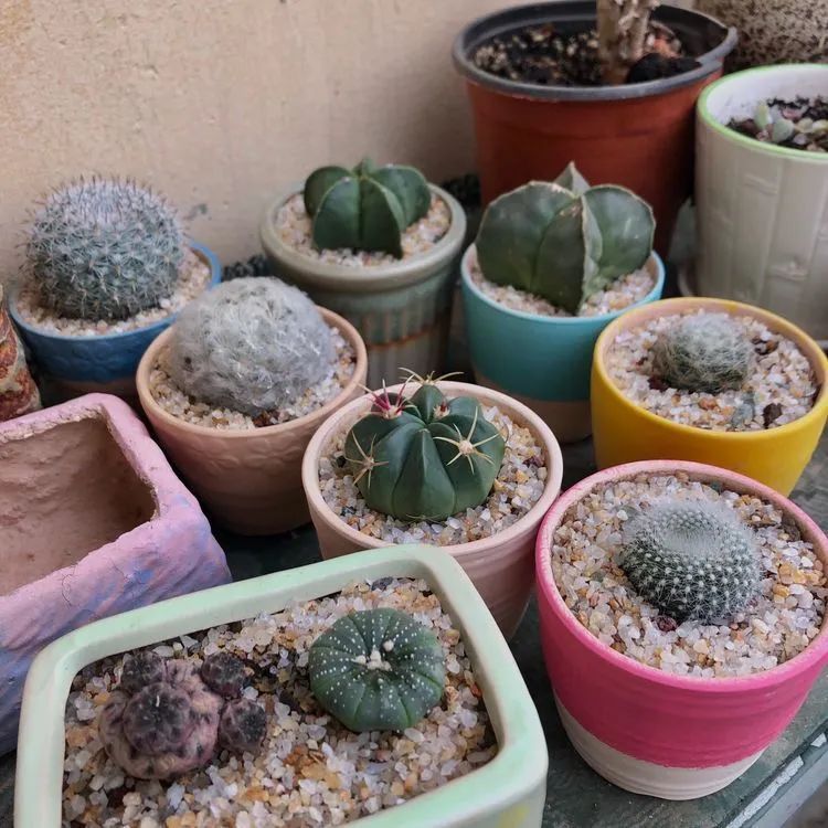 多肉小白三年励志对比养自己的花,爱自己的宇宙!