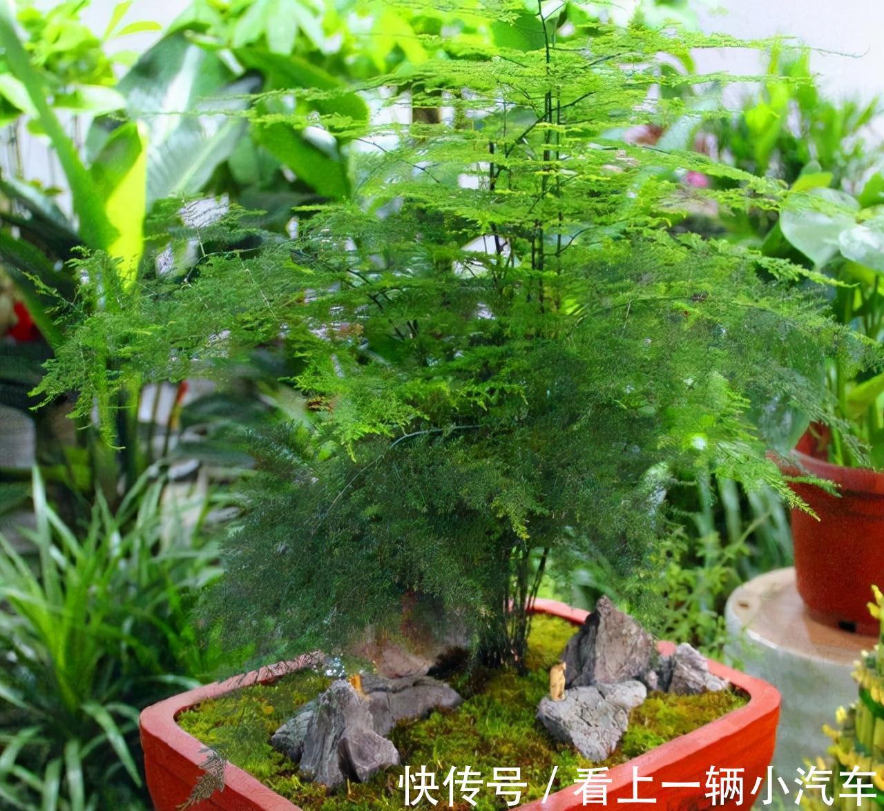 十二月养文竹,在“三位置”留点水,芽笋“咕噜”冒,养成小老桩