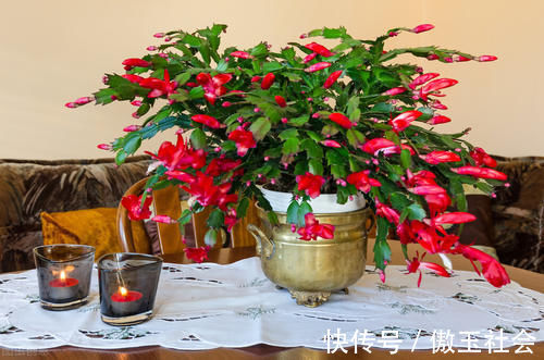 嫁接蟹爪兰,选对砧木,10天愈合,15天成活,翌年开花爆盆