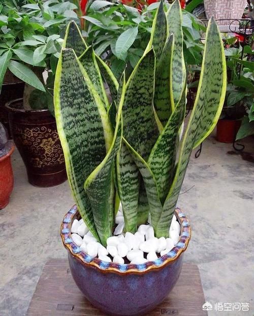 虎皮兰养植用多大、多深的盆？