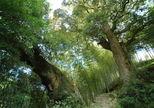 泰顺村尾村“苦槠王”：已活一千五百年，还想再活一千五百年