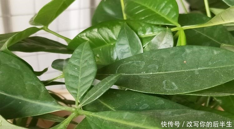 家养发财树,学会这“3件事”,轻松养得旺,叶片油绿!