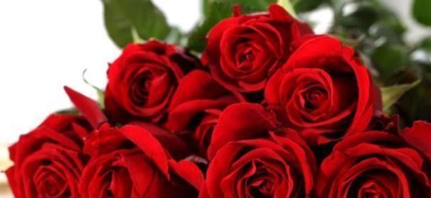 玫瑰|比起喜欢玫瑰,养花盆的“精品玫瑰”卡罗来纳,像火花一样红润明亮的爱