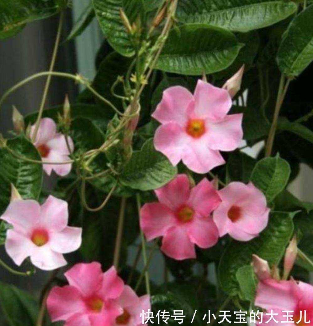 飘香藤与红蝉花，同科又同属，相似度太高，别买错了