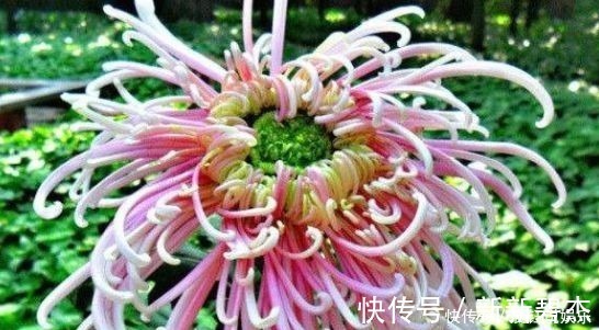 劳模|4种花号称开花劳模,花期全年,好看又好养,很值得拥有,美极了