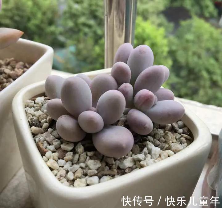 懒人才适合养多肉,别不相信,现实往往很扎心