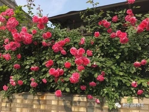 泡沫箱|冬天养花埋点它,开春就疯长,1年不施肥一样绿油油!
