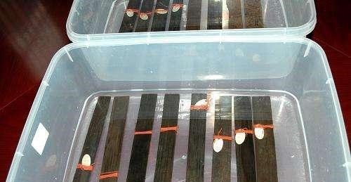 浸泡|汉代竹简出土,要用“去离子水”浸泡保护,这种水对人有害吗