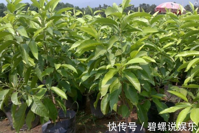花友会|别再养绿萝了，此花沾土就活，观叶又赏花，一年能开200天！