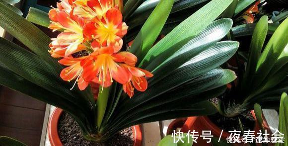 君子兰不开花教你这样浇水，君子兰健壮不烂根，开花爆盆不是梦