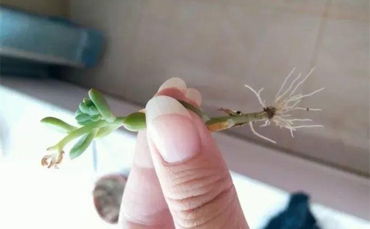 多肉长花箭被他剪断插土里，7天就生根！