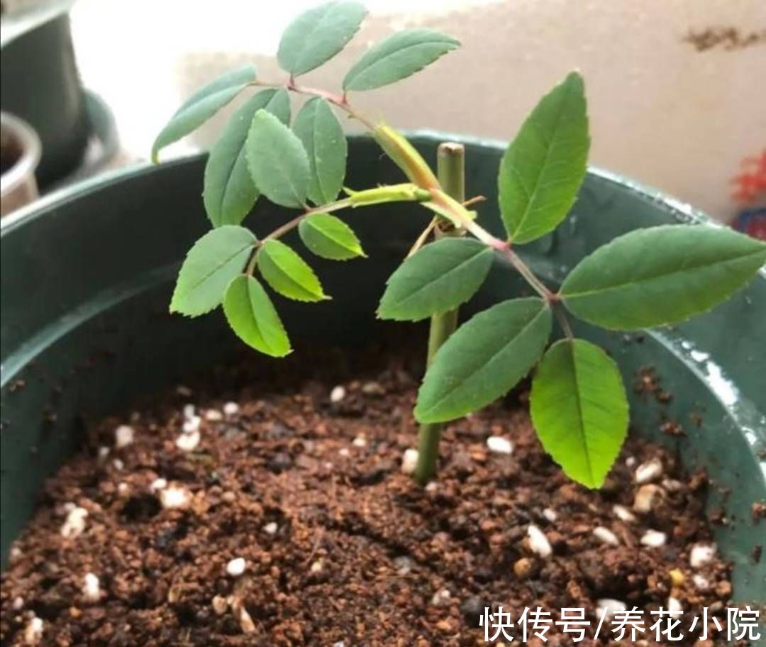 扦插|6种漂亮的花,秋天扦插生根快,来年就能开花