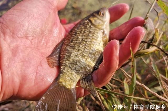 吃不得|钓到病鱼、畸形鱼能吃吗别贪嘴,有些鱼吃不得,还是放流为好