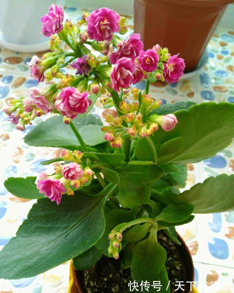 绿萝|一场秋雨一场寒,秋雨后适合扦插6种花,爱生根,爱生长