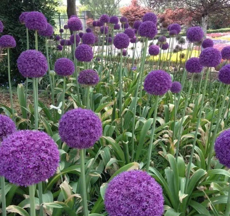 秋天|秋天必养的11种花，冬天特别耐寒，南北方都能养