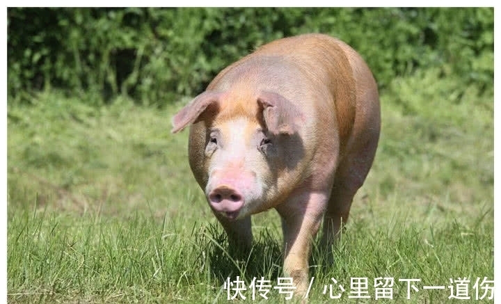 杜洛克猪|见识下猪猪界的健身狂,全身肌肉没肥肉