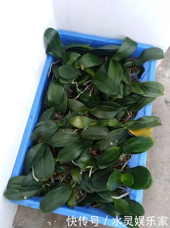 路边一堆“名贵花”,丢人也要捡,捡回家养2个月就开花!