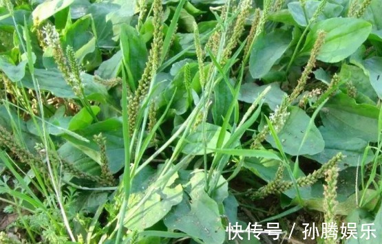 养生|一味车前草,养生大功效!经常拿来泡水喝,身体收获喜人变化
