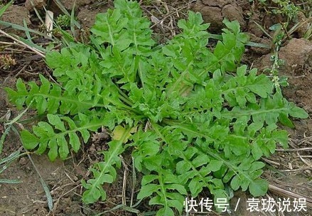清热解毒|只有在春季农村才会有的野菜,清热解毒,你最爱吃哪种