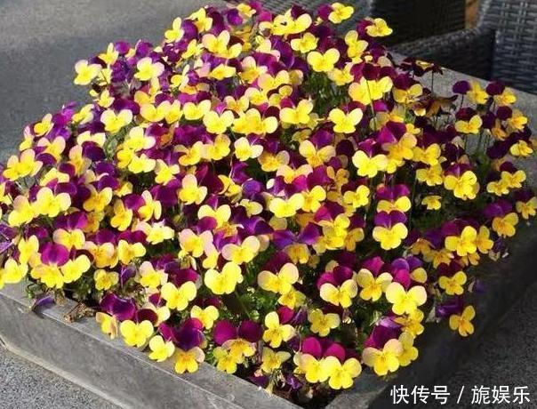 养花就用它做花肥，半年追加一次，比柳枝水、阿司匹林实用