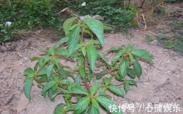 铁苋菜|这种被人称为补血菜，长寿菜，野生的已经很少见了！