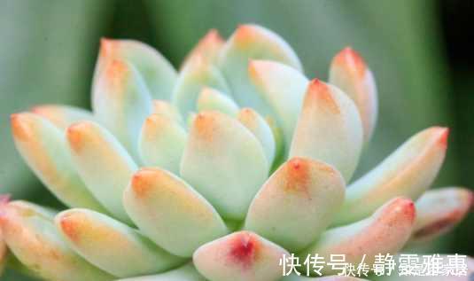 多肉|盆里扔点这个,多肉胖成球,肉嘟嘟好可爱