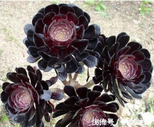 20款高贵梦幻紫色多肉，养一盆“紫气东来”，总有一款是你喜欢的