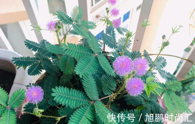 6种“娇艳”花，汁液剧毒，家里有的赶紧搬出去，你家养了几种？