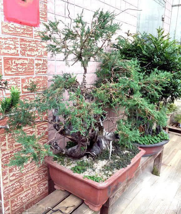 树种|山上随处可见的树桩,挖一棵养三年初步定枝,专家预估至少1万!